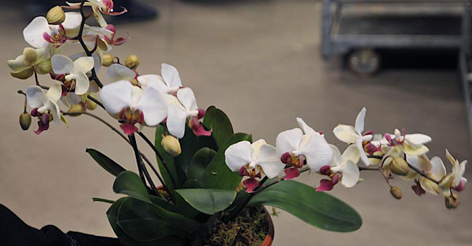 _Phalaenopsis_ mini flergrenad