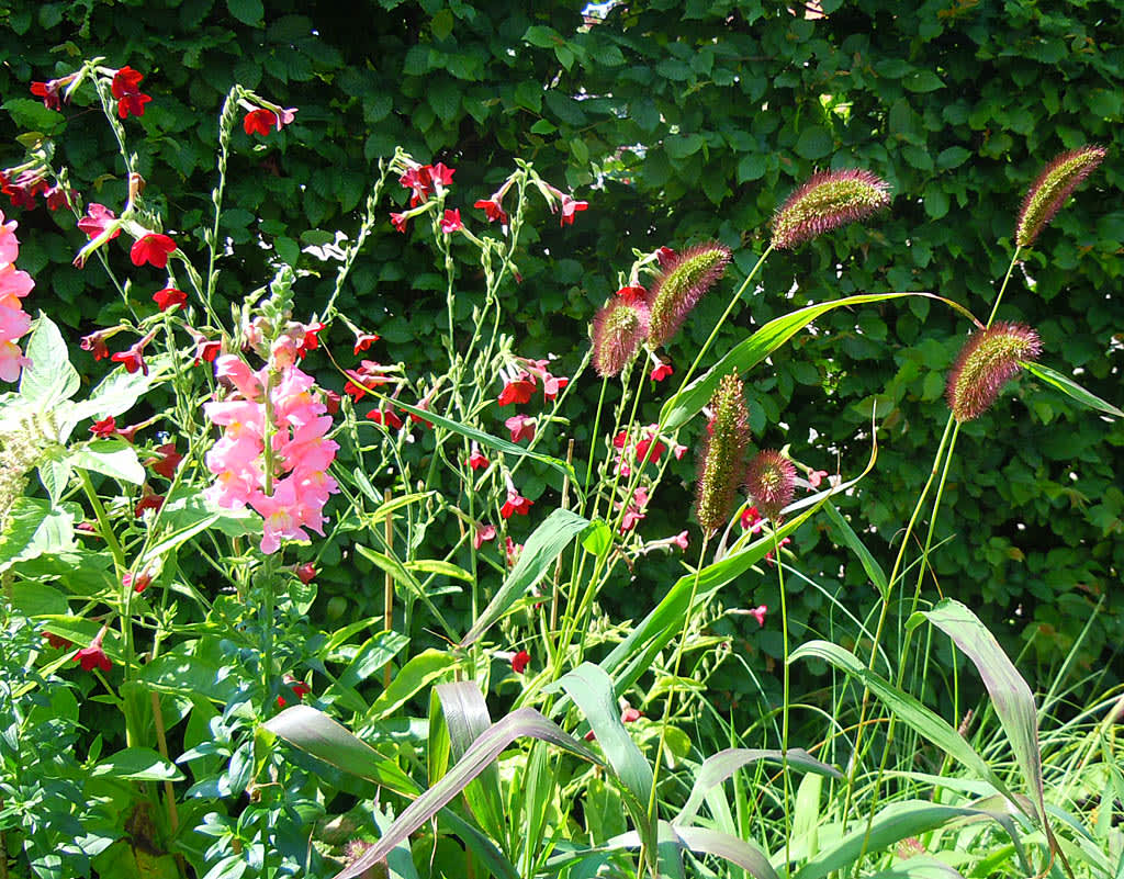 Kavelhirs, _Setaria viridis_ 'Caramel' med flera.
Foto: Sylvia Svensson