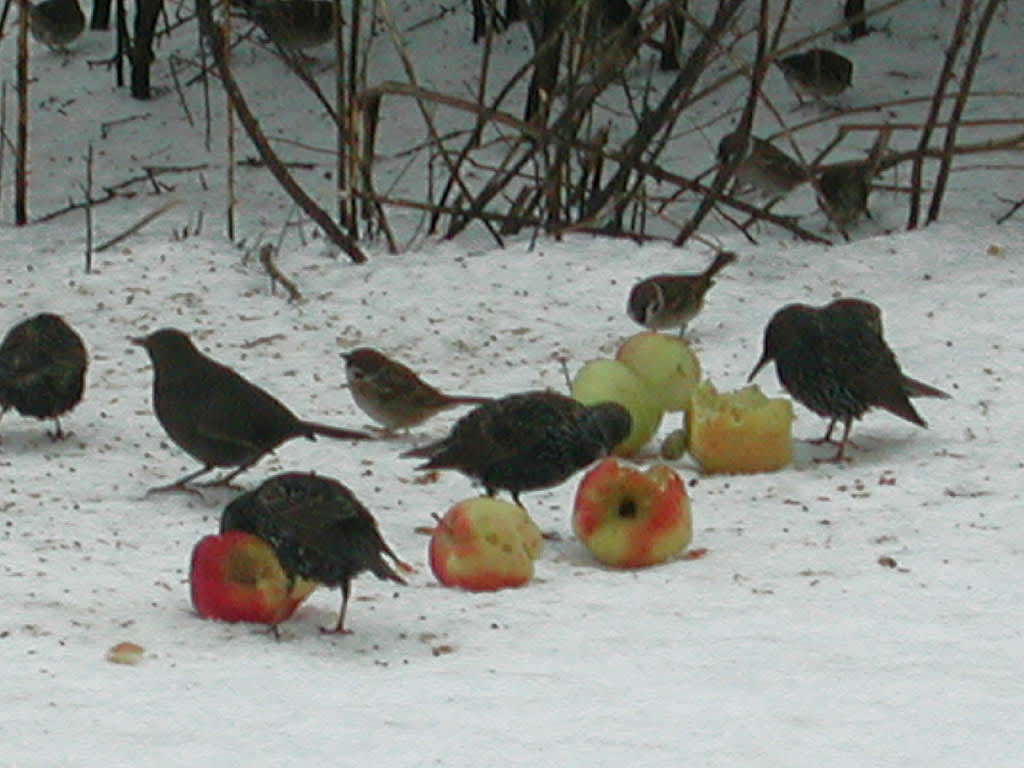 Fåglar äter gärna äpplenFoto: Sylvia Svensson