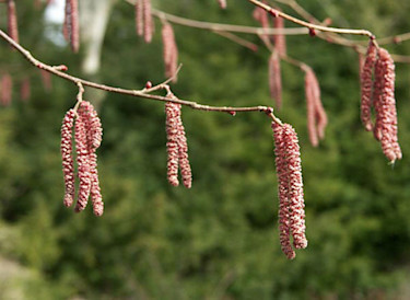 _Corylus avellana_ 'Fuscorubra'