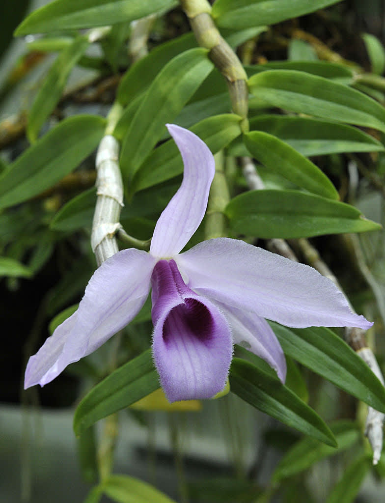 _Dendrobium anosmum._
Foto: Sylvia Svensson