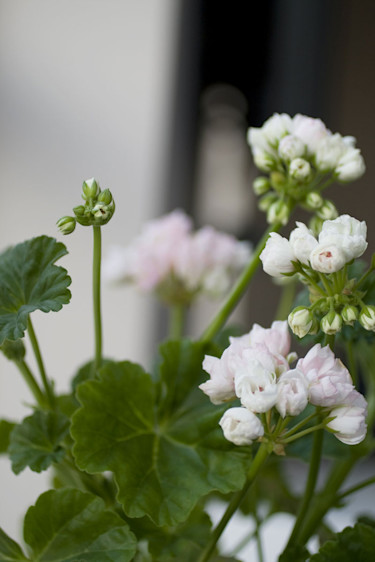 Mårbacka tulpanpelargon. Foto: Blomsterfrämjandet.