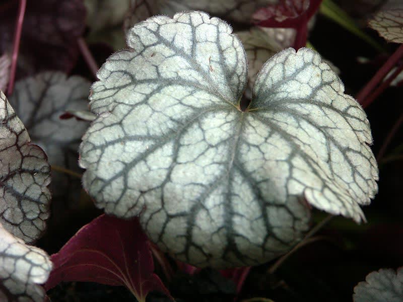 _Heuchera_ 'Silver Scroll'.
Foto: Sylvia Svensson