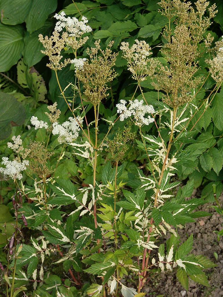 Brokbladig älggräs,_ Filipendula ulmaria_ 'Variegata'. 