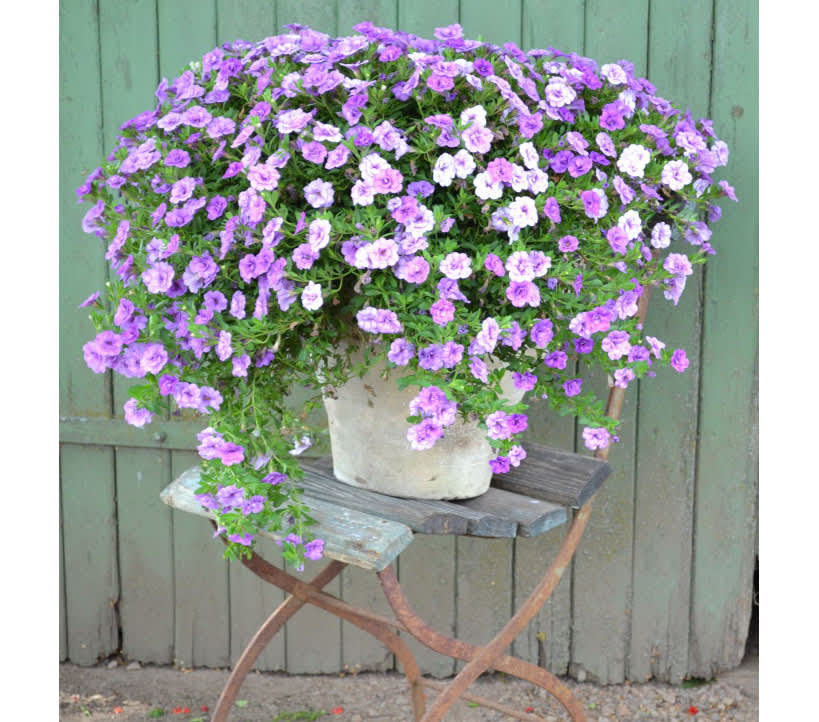 Småpetunia. Foto: Blomsterfrämjandet