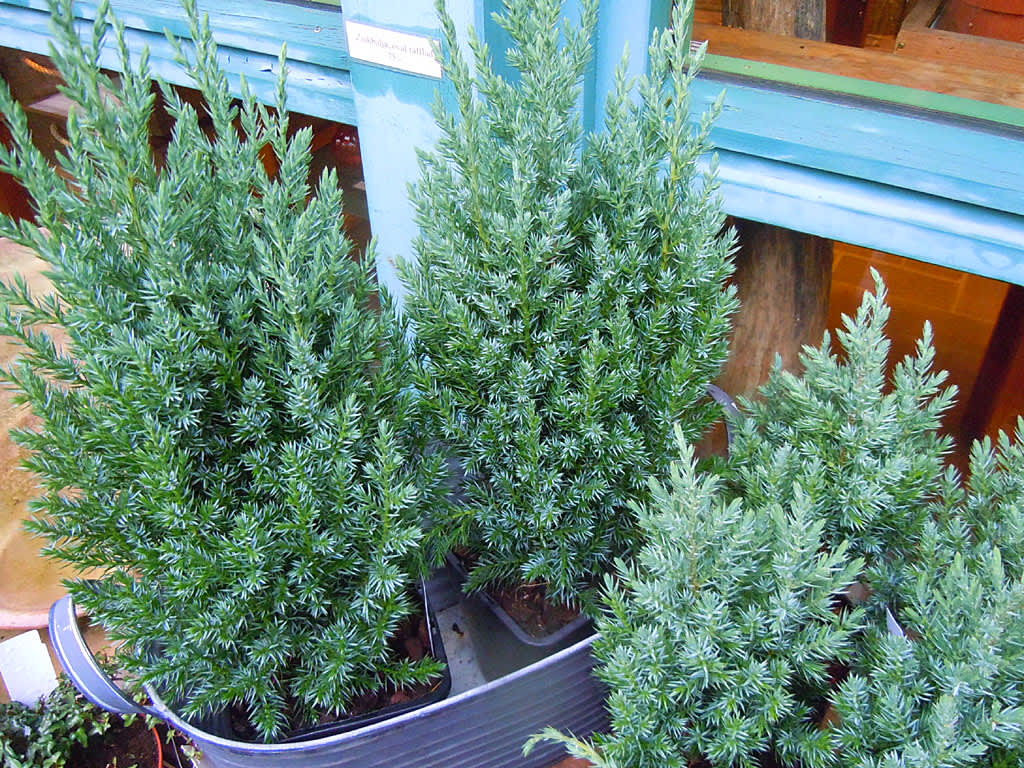 _Juniperus chinensis 'Stricta'_, kinesisk en
Foto: Sylvia Svensson 

