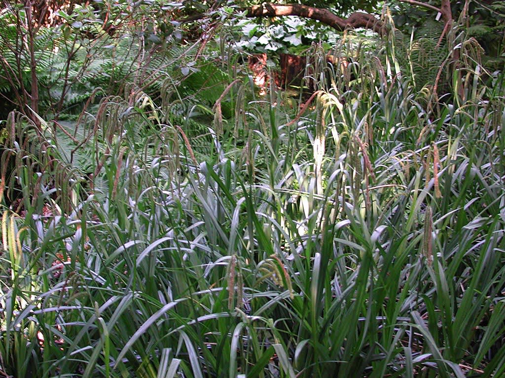 _Carex pendula_. Foto: Sylvia Svensson