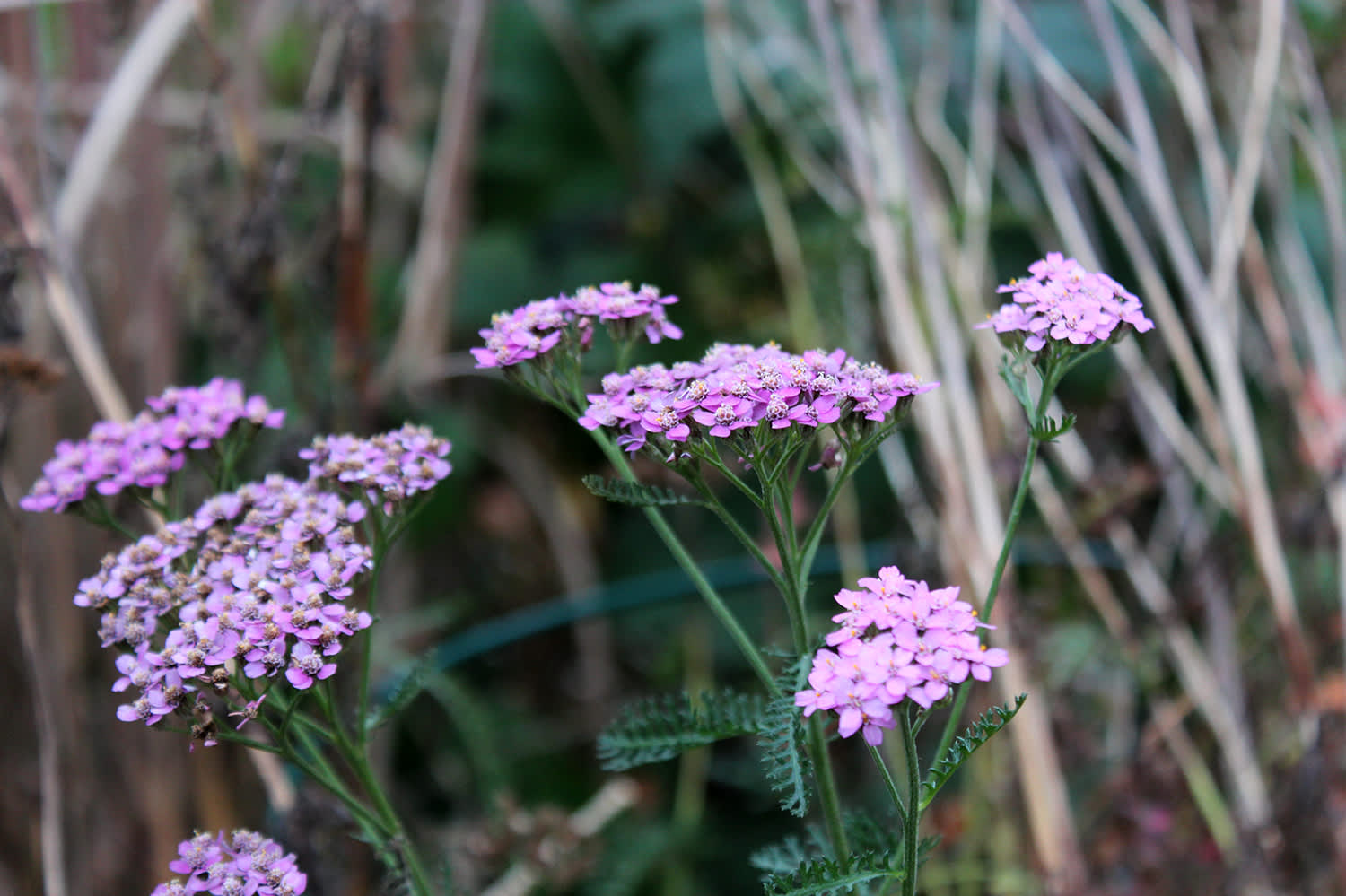 Röllika 'Cerise Queen' i mitten på november! // Foto: Anna Theorin