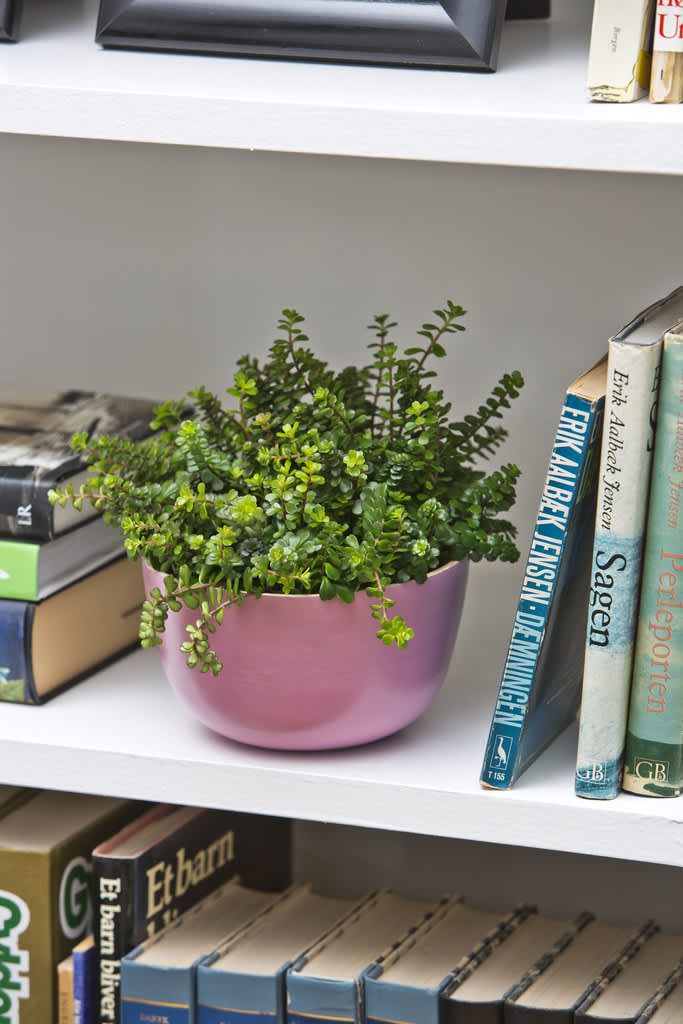 Glöm inte att ge krukväxten i bokhylla en skvätt på din vattningsrunda i huset! 
Foto: Floradania