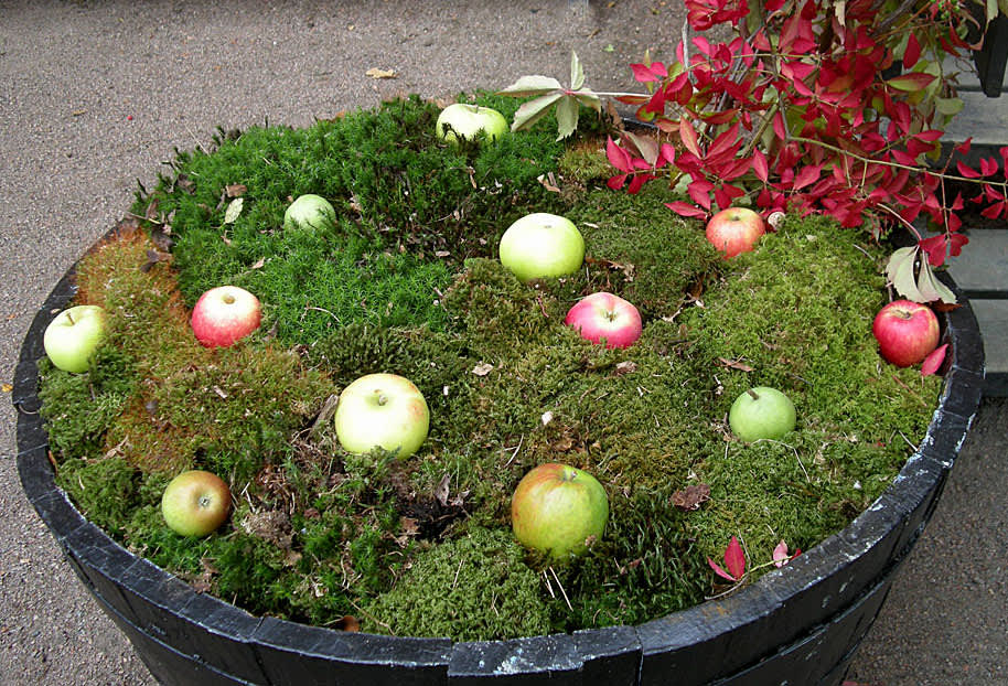Äpplen till dekoration och för fåglarna. Foto: Sylvia Svensson