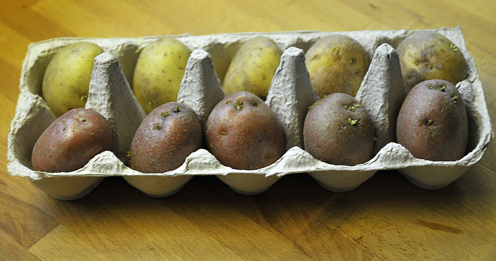 Potatis på förgroning.Foto: Bernt Svensson
