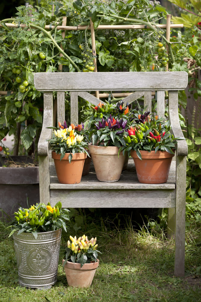 Till sensommarträdgården rekommenderas t.ex. Solanum och Capsicum. Foto: Floradania