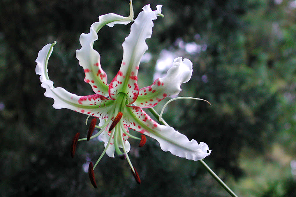 En variant av praktlilja, _Lilium speciosum var. gloriosoides_
Foto: Sylvia Svensson
