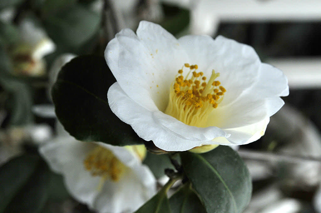 _Camellia japonica_, enkel vit
Foto: Bernt Svensson