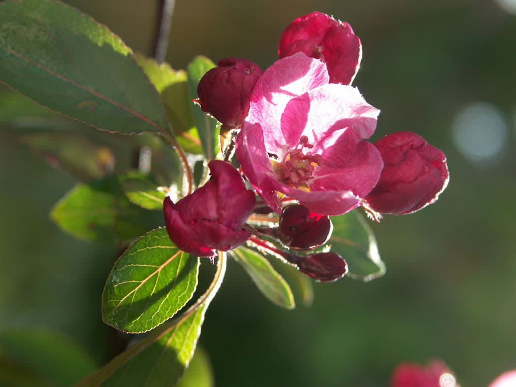 _Malus x purpurea_ 'Lemoinei'