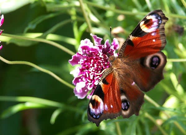 Påfågelsöga på scabiosa.