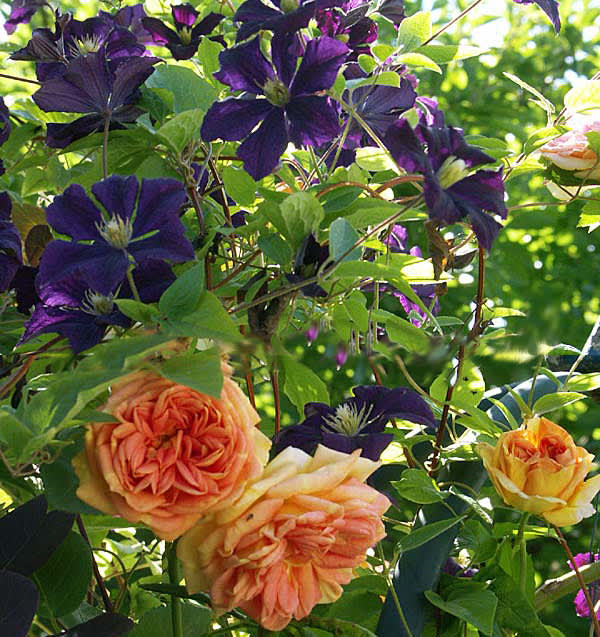 Rosen 'Alchymist med Clematis 'Etoile Violette'