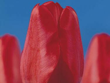 Tulpan 'Darwin Red'