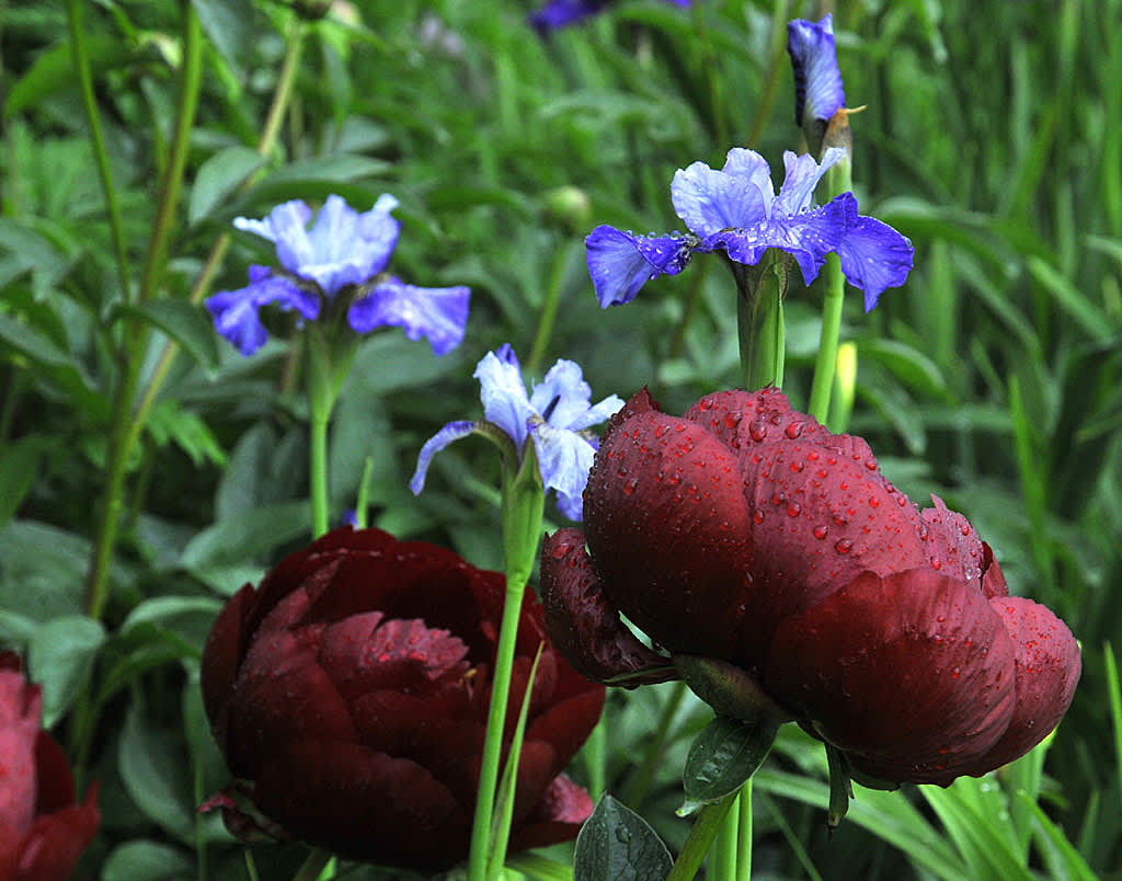 Pion 'Buckeye Belle' med iris.
Foto: Bernt Svensson