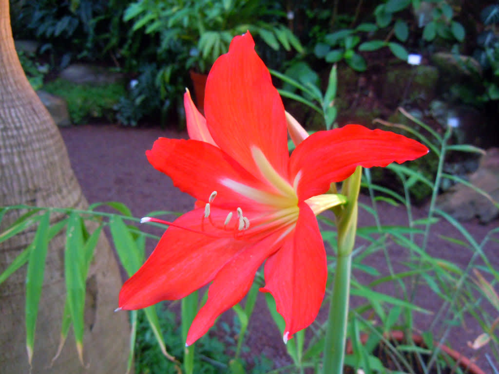 Hippeastrum rutilum var. fungidum, äkta makar-1