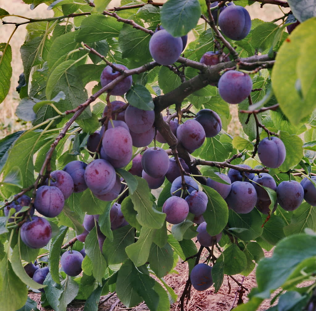 Lättodlade plommonet 'Opal' som bjuder dig på mängder med frukt. Foto: PPH