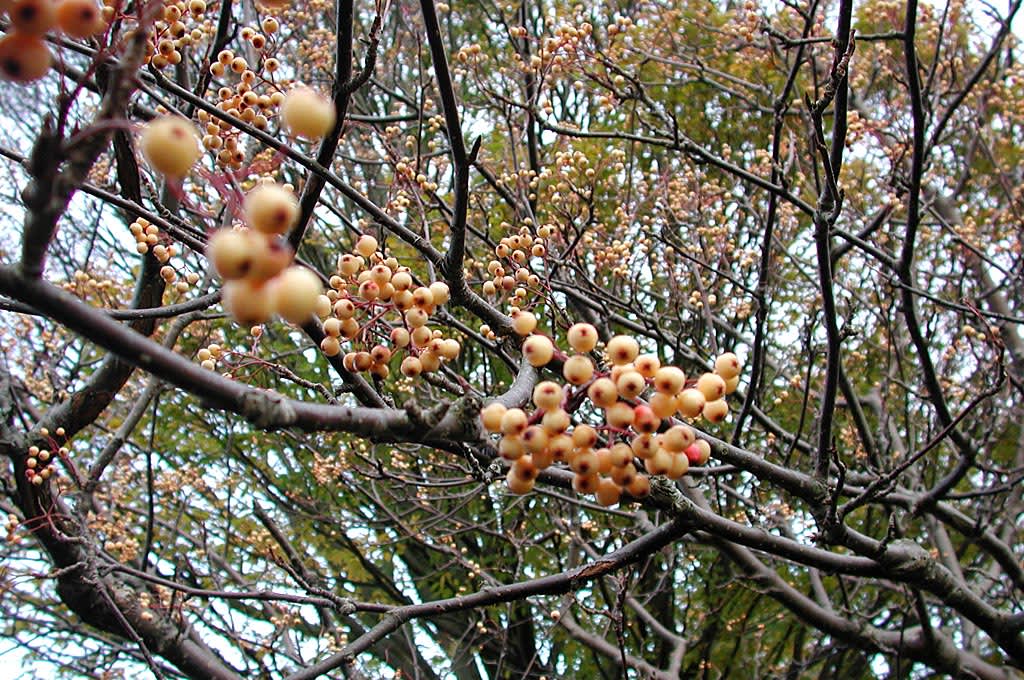 Sorbus aucuparia var. xanthocarpa