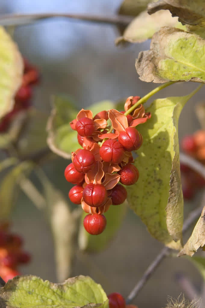 Amerikansk träddödare, _Celastrus scandens_, 'Autumn Revolution'. Foto: Bailey Nurseries Inc