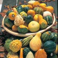 Prydnadspumpa, _Cucurbita & Lagenaria Species_, 'Ornamental Mixed'. 
Foto: Mr Fothergill's
