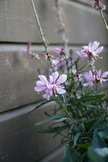 Sommarljus, _Gaura lindheimeri_. Foto: Blomsterfrämjandet.