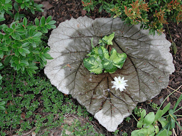 Rabarberbladsfat
Foto: Sylvia Svensson