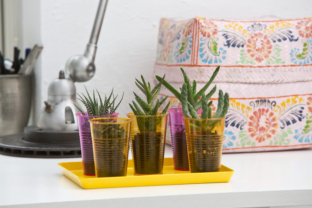 Blandade kaktusar i läckra plastmuggar eller glas på en färgglad bricka - enkelt och lättskött! Foto: Floradania