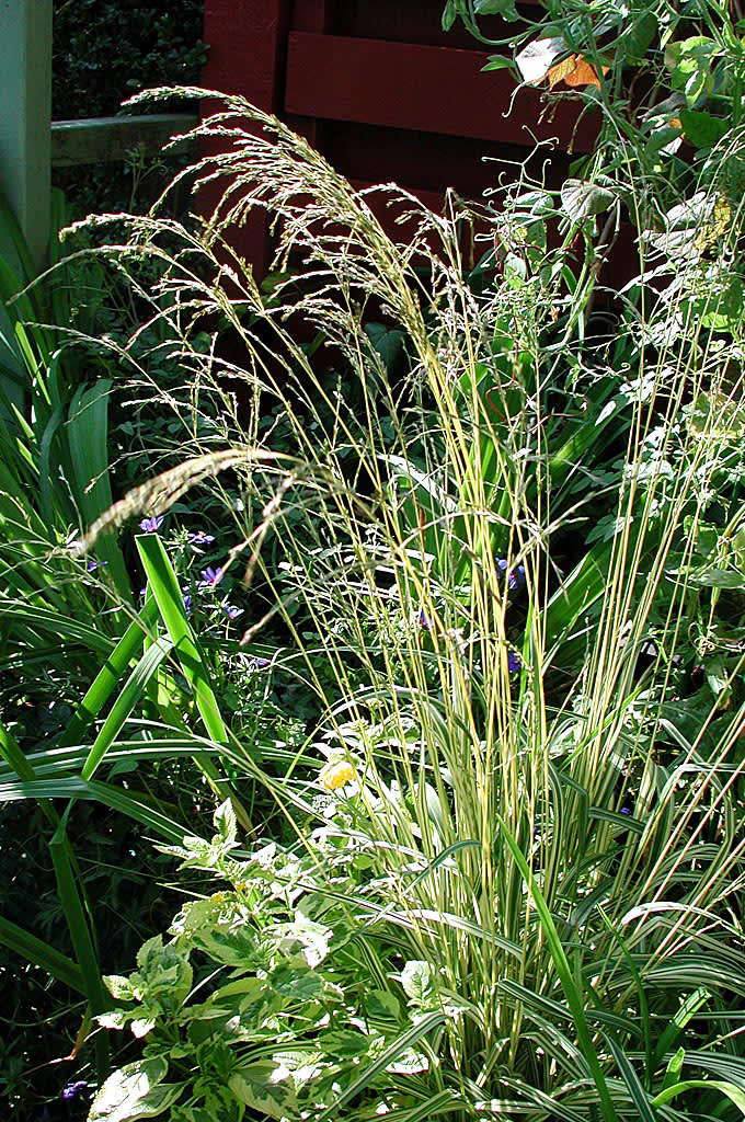 _Molinia caerulea_ 'Variegata'. 
Foto: Sylvia Svensson
