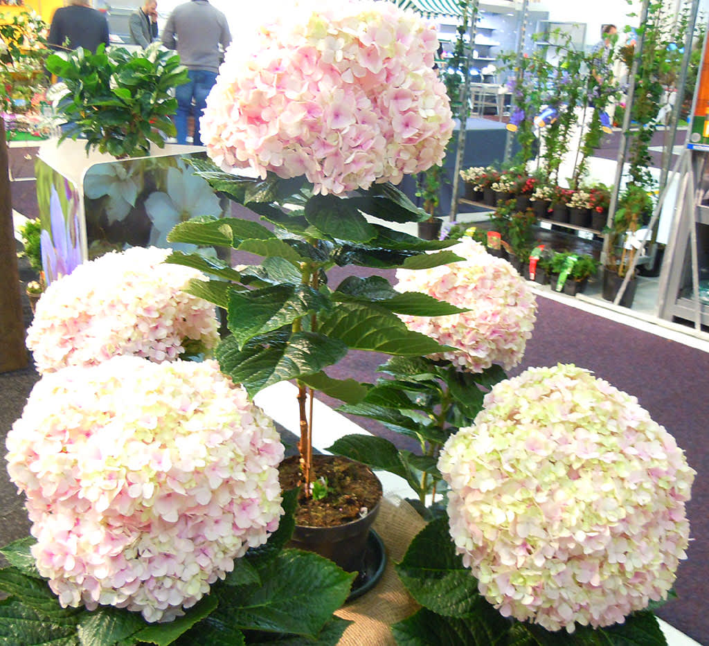 R&G Export: jätteblommig hortensia > 30 cm diam. Foto: Sylvia Svensson