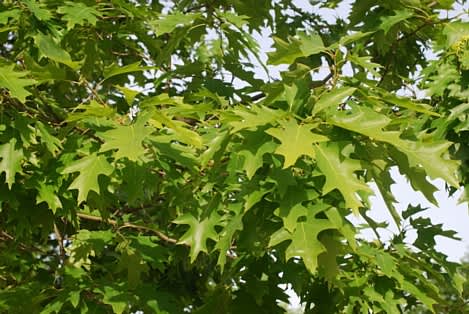 Rödek, _Quercus rubra_ E i sommarskrud. Foto: E-planta