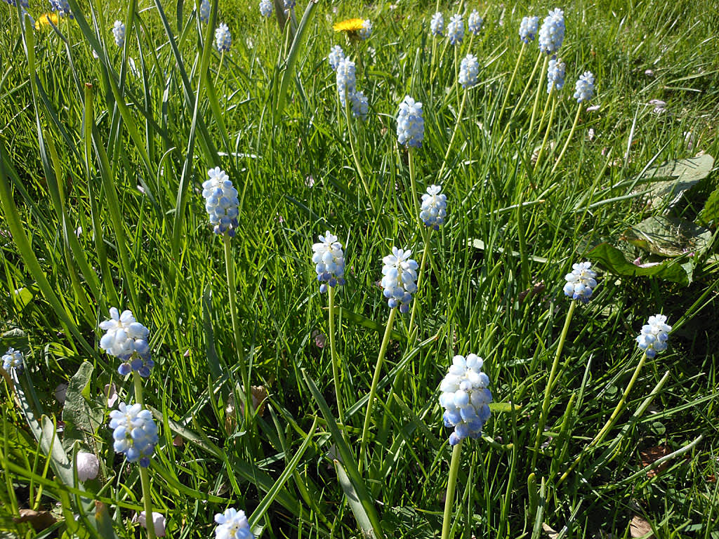 Muscari i gräsmattan.  foto Sylvia Svensson