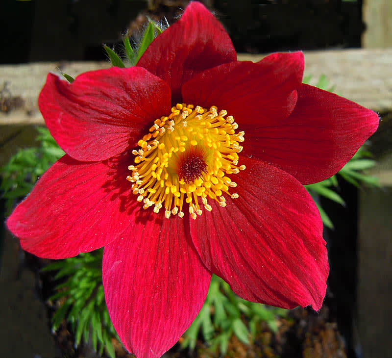 Pulsatilla 'Röde Klokke'