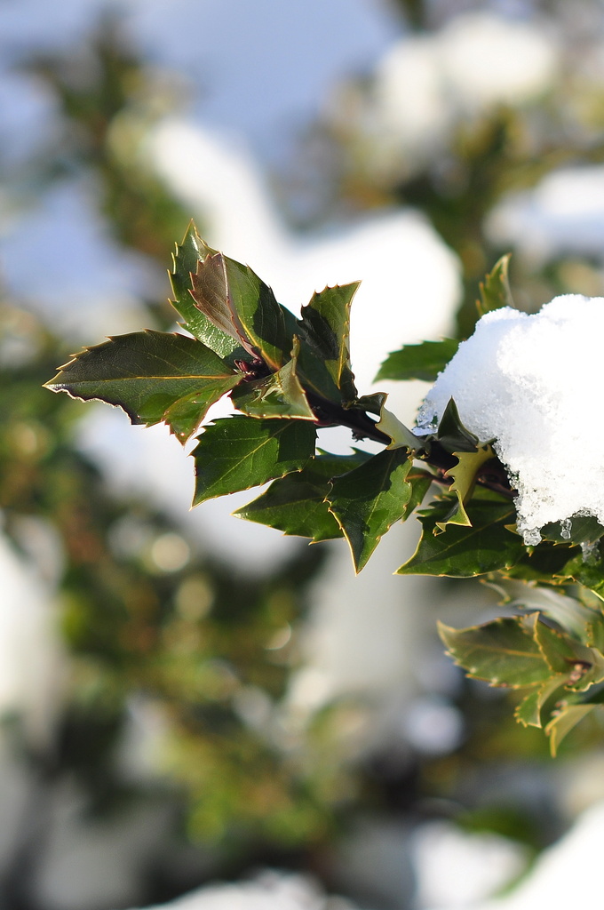 Kotiba stol tagida xo‘jayinini yaladi