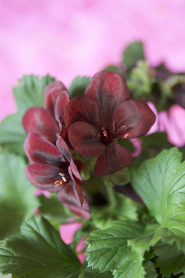 Engelsk pelargon, _Pelargonium x domesticum_. Foto: Blomsterfrämjandet.