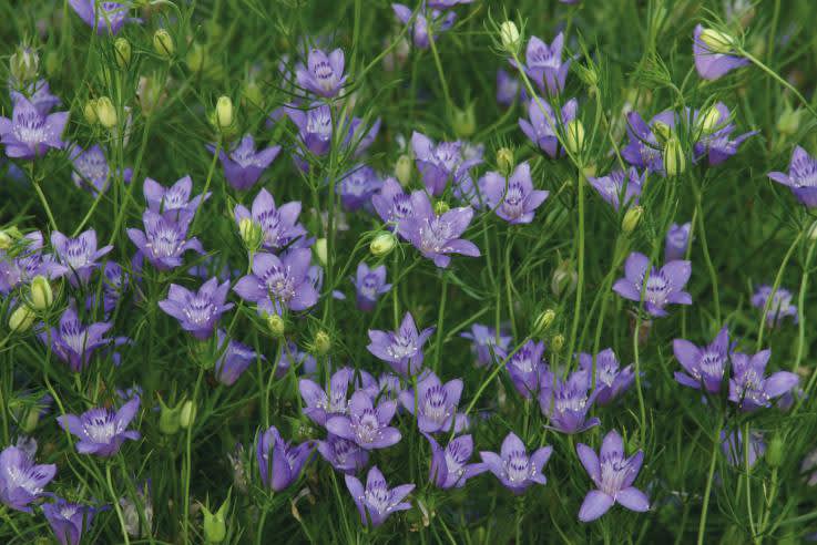 _Nigella_ 'Blue Stars', T&M