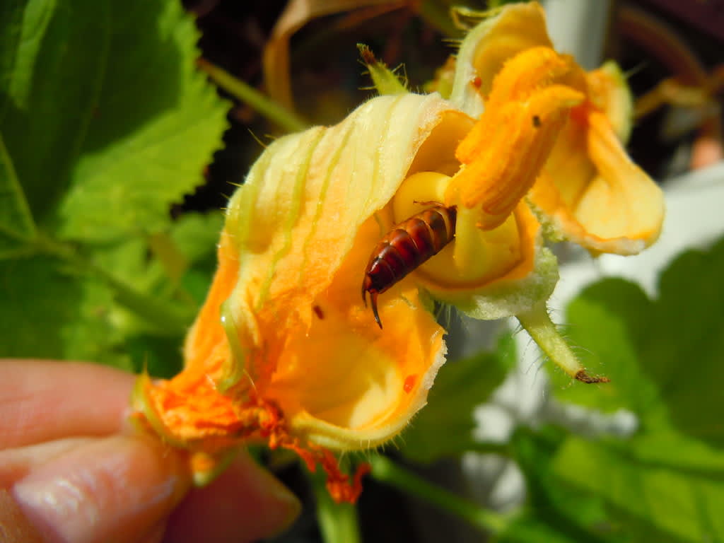 Tvestjärtar gillar att gömma sig i vissnande squashblommor, här i en hanblomma. Foto: Sylvia Svensson