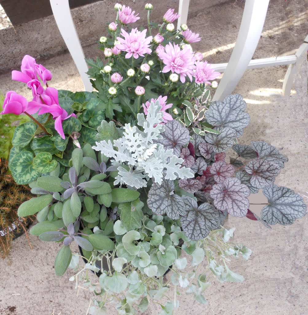 Ljuv plantering med rosa krysamtem och dito cyklamen, revsuga 'Burgundy Glow', silverek, kryddsalviorna 'Tricolor' och 'Purple' samt en silvernjurvinda hängande från kanten. Foto: Sylvia Svensson