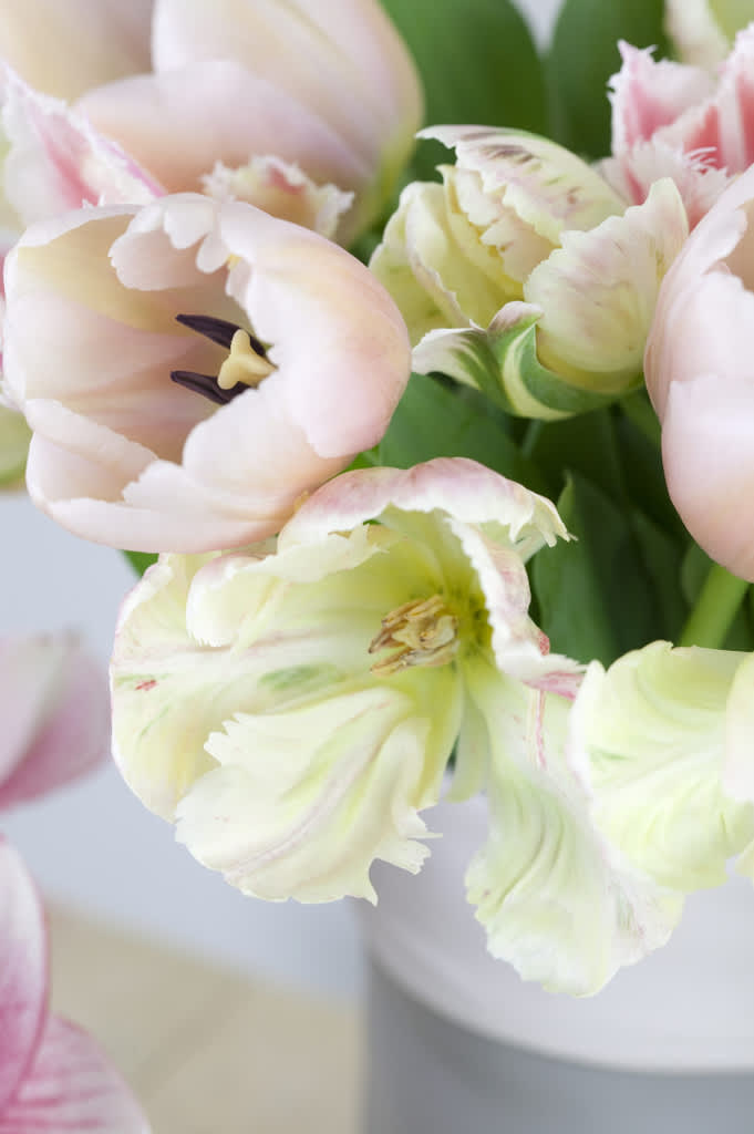 Ljusa tulpaner i närbild
Foto: Blomsterfrämjandet