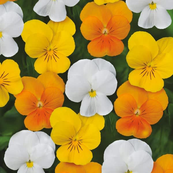 Viola tricolor ’Sorbet Citrus Mix’