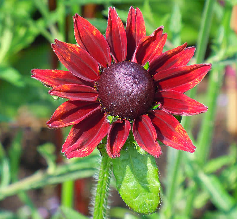 _Rudbeckia hirta_ var. _pulcherrima_ 'Cherry Brandy'.
Foto: Sylvia Svensson