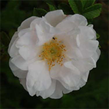 'Henry Hudson'