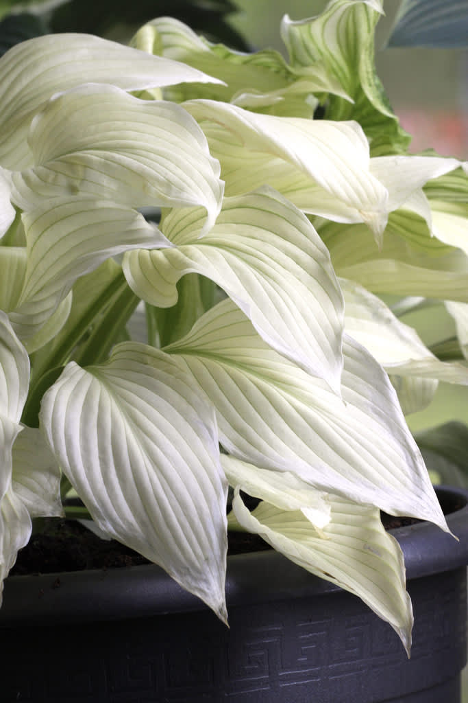 Hosta 'White Feather', en unik, ny vit sort som kommer dra blickarna till sig. 
Beställ här: [Perennerbjudande](http://erbjudande.odla.nu/bpr/?p=1)