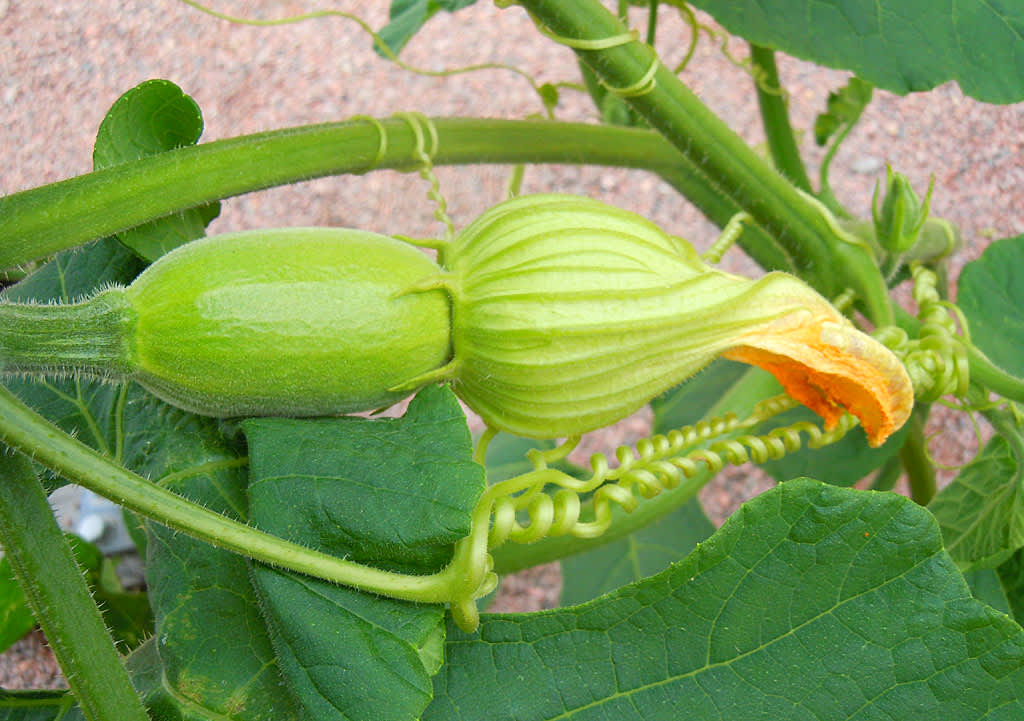 Vissnande honblomma, fruktämnet utvecklas bra. Foto: Sylvia Svensson