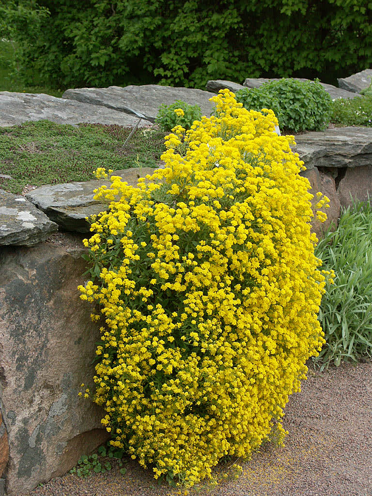 Lysande gult i stenpartiet med praktstenört _Aurinia saxatilis_ 'Compacta'.
Foto: Sylvia Svensson