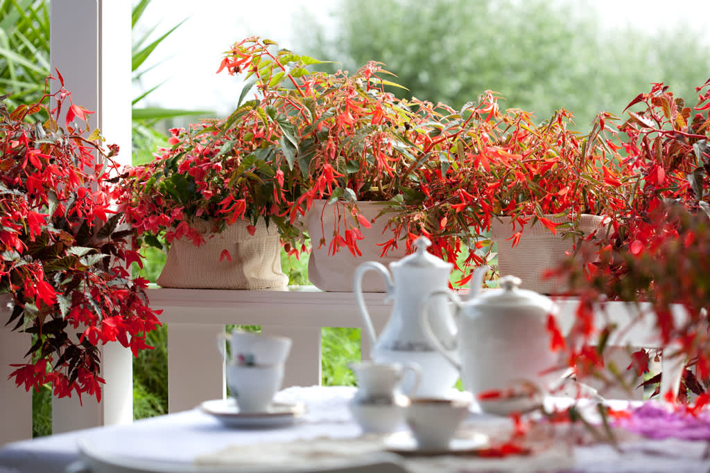 Hängbegonia på rad på verandaräcket. Otroligt vackert!
Foto: Blomsterfrämjandet