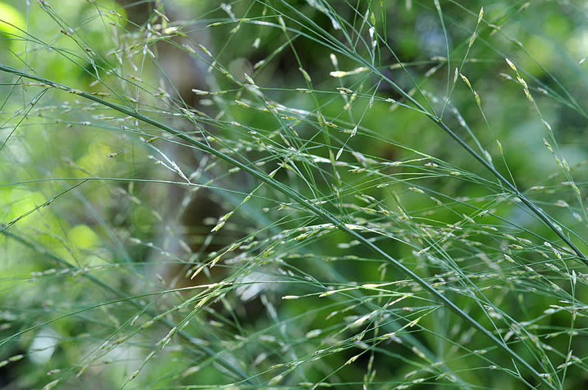 Det finns prydnadsgräs för alla! Här _Molinia caerulea_ 'Transparent' i närbild. 
Foto: Bernt Svensson